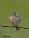 3287 Grasshopper Sparrow.jpg