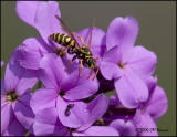 3441 European Paper Wasp and Beetles.jpg