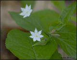 3502 Star Flower.jpg