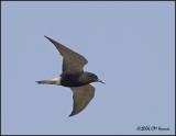 3570 Black Tern.jpg