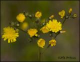 3877 Hawkweed.jpg