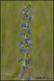 3881 Vipers Bugloss.jpg