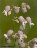 3887 Bladder Campion.jpg