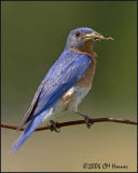 4109 Eastern Bluebird.jpg