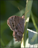 4119 Northern Pearly-eye.jpg