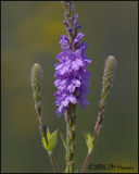 4136 Hoary Vervain cropped.jpg