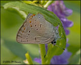 4155 Acadian Hairstreak.jpg