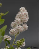 4362 Meadowsweet.jpg