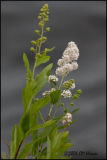 4362 Meadowsweet uncropped.jpg