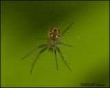 4462 Tiny Spider id unknown.jpg