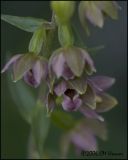 4514 Helleborine.jpg