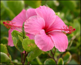 6152 Pink Hibiscus.jpg