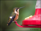 9445 White-bellied Woodstar female