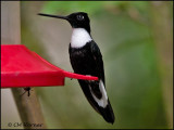 9466 Collared Inca