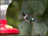 9467 White-bellied Woodstar