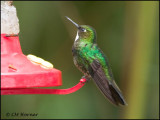 9470 Tourmaline Sunangel female
