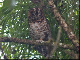 9489 Rufous-banded Owl