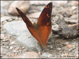 9510 Butterfly