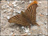 9616 Butterfly id
