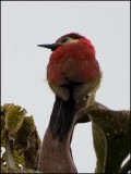 9671 Crimson-mantled Woodpecker