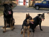 dogs