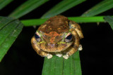 Green-eyed treefrog Litoria serrata IMGP0569