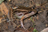 Striped marsh frog Limnodynastes peroni IMGP0583