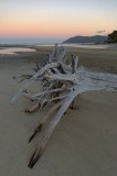 Dead tree on beach, early morning (_DSC0137)
