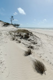 Beach dune and cloud (DSC3839)