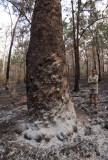 Brooke in burnt wet sclerophyll (P9281344)