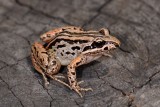 Juvenile frog, <i>Limnodynastes peroni</i> (DSC_1116)