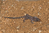 Bynoe's Gecko, Heteronotia binoeiIMG_0848