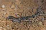 Bynoe's Gecko, Heteronotia binoeiIMG_0854