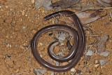 Blind snake, species TBAIMG_0873