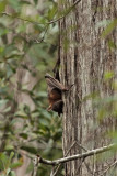 Sleeping little red fruit bat near site 3<p>IMG_0632