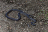 Small-eyed snake<p>IMG_0778