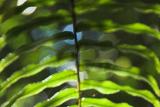 sunlit tree fern leaf paluma<p>_DSC2702
