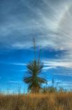 Yucca silhouette Arizona _DSC5658