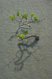 mangrove sand and shadow<p>DSC3678