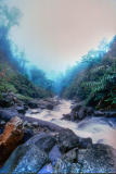 Rainforest stream with heavy mist 71706