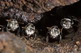Australian native stingless bees (DSC_9651)
