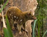 Spot-tailed quoll DSC_3691