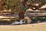 Two lionesses _DSC1817