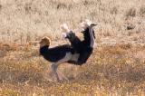  Ostrich dust bathing _DSC1679