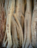 Fig tree aerial roots