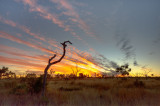 Sunset with dead tree DSC2120-22
