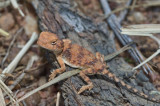 hatchling earless dragon, Tympanocryptis cephalus DSC2203