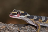 Velvet gecko <i>oedura castelnaui</i> licking eye DSC2430