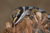 Velvet gecko <i>Oedura castelnaui</i> DSC2433