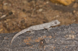 Gecko <i>Strophurus krysalis</i> DSC2461